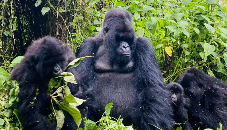 Muturengere, the mightiest (and gentlest) silverback in Volcanoes National Park, keeping a loving, watchful eye over the Isimbi family’s little ones. 