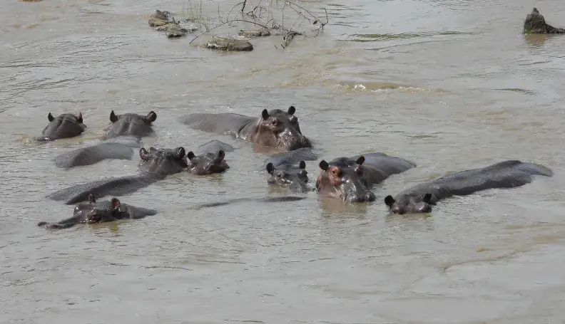 A pod of hippos in Faro National Park, Cameroon.