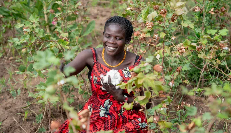 Hellen Nakwang of Karenga District, Uganda harvests cotton on her farm. © AWF
