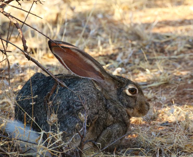 African Hare
