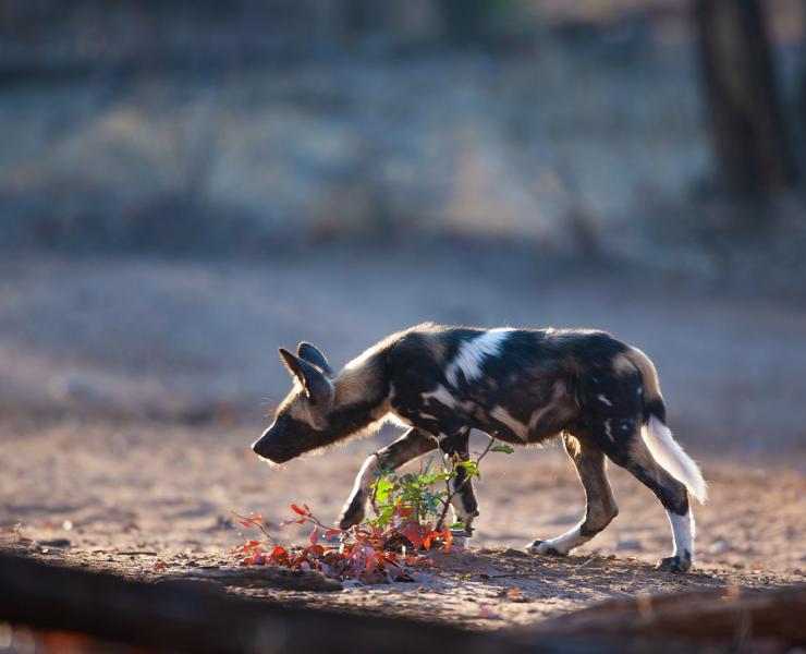 African Dog Horizontal photo