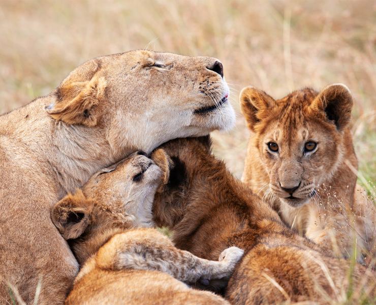 Lioness with Cubs