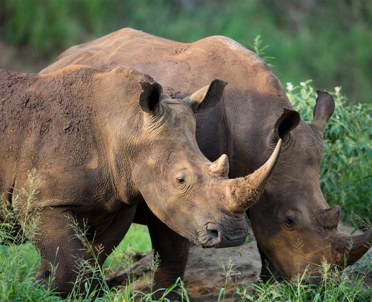 Two Rhinos together foraging