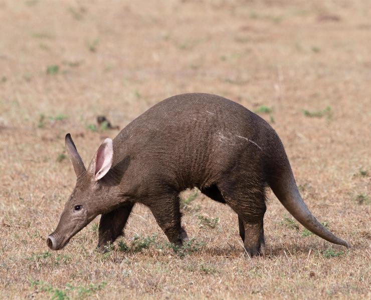 Aardvark | African Wildlife Foundation