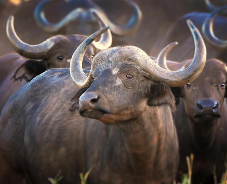 African Buffalo | African Wildlife