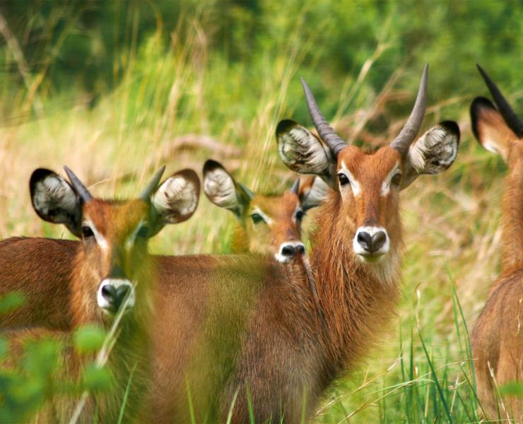 Bushbuck