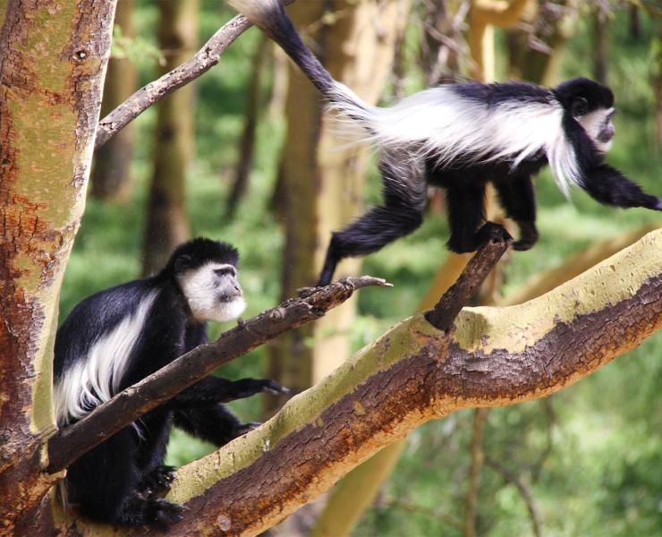 Colobus Monkey  African Wildlife Foundation