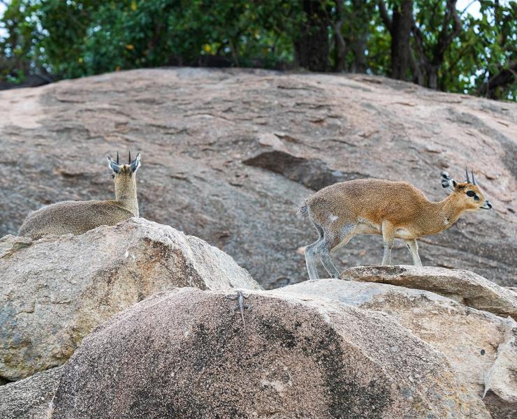 Dik-Dik