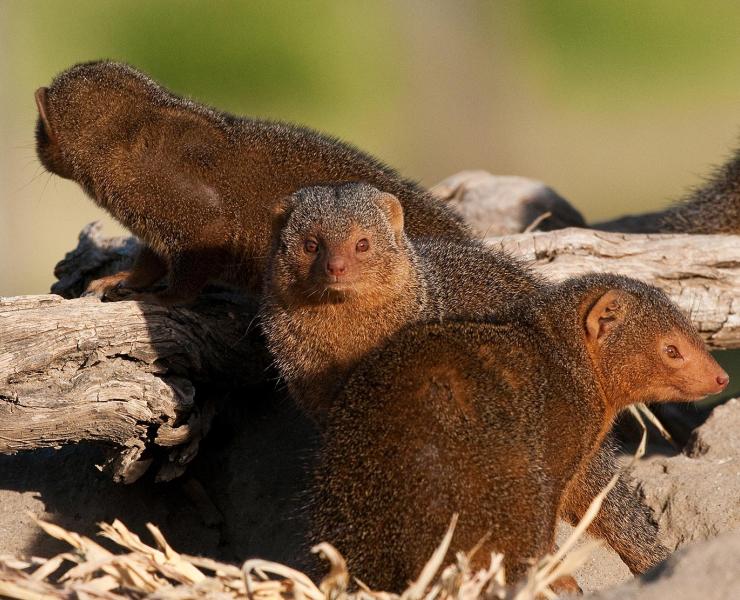 Dwarf Mongoose