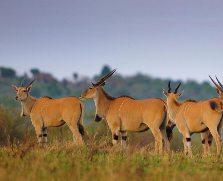 Eland