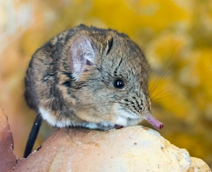 Elephant Shrew | African Wildlife Foundation