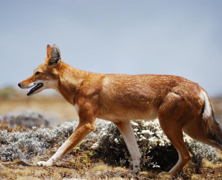 Ethiopian Wolf | African Wildlife Foundation