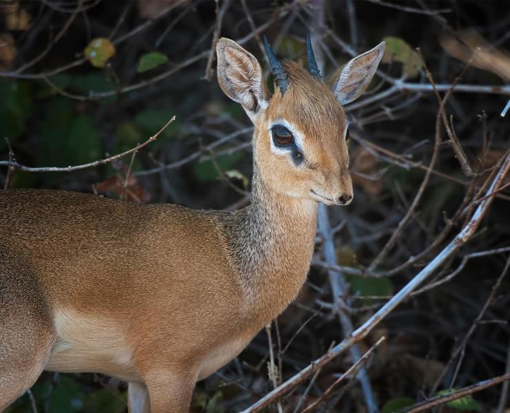 Duiker