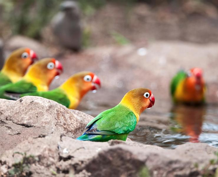 Fischer's lovebird