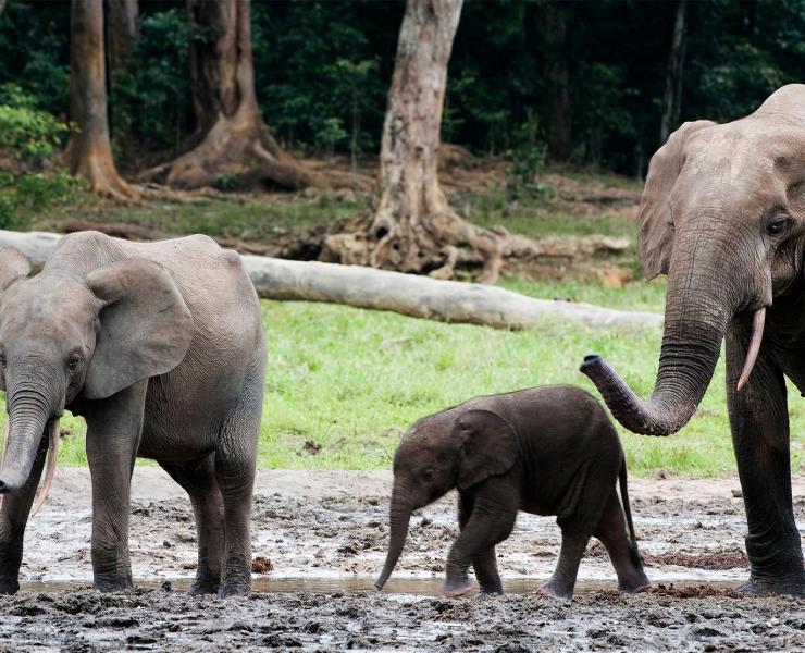 Forest Elephant