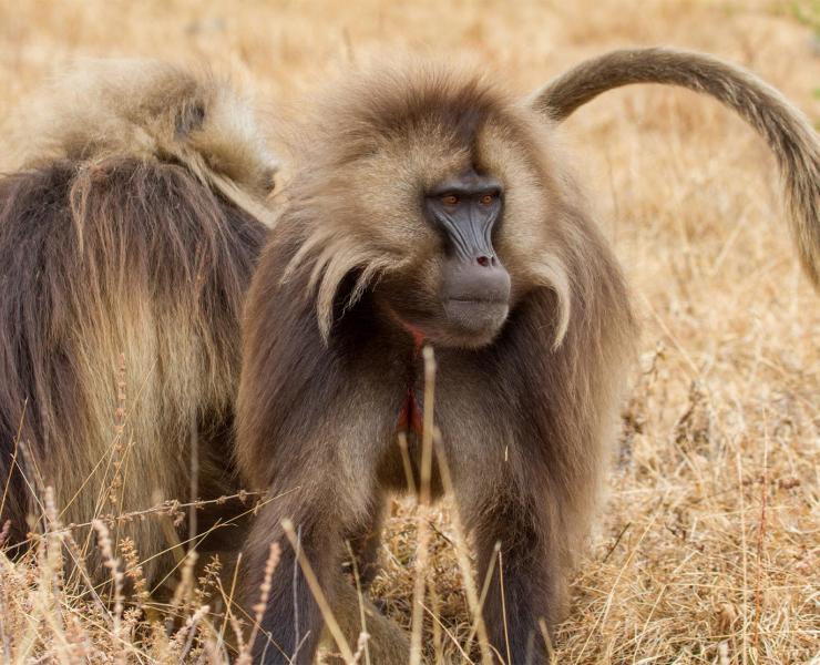 Gelada