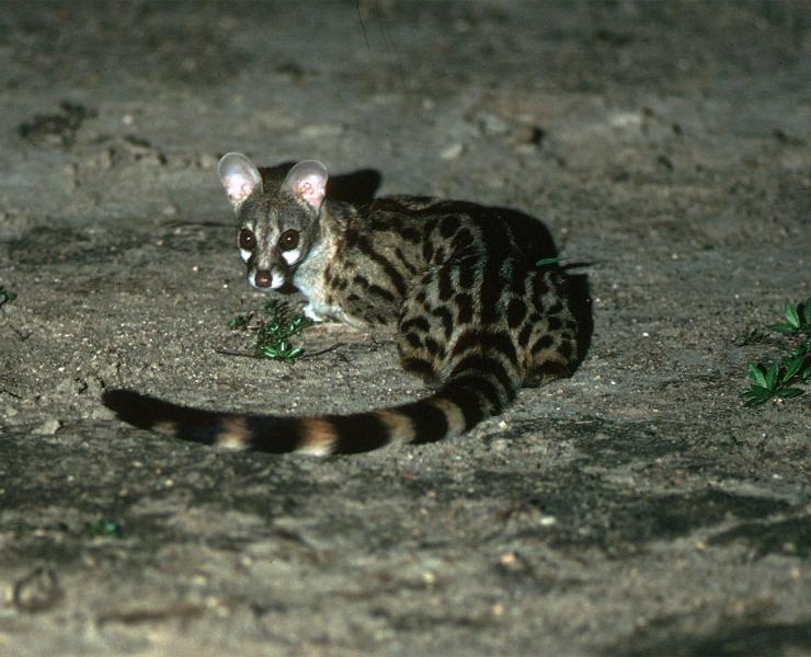 Genet