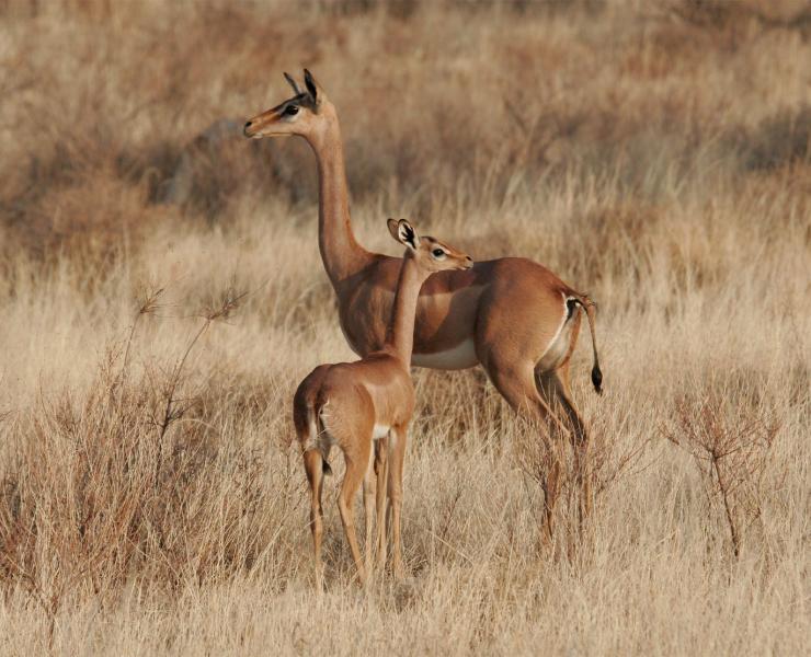 Gerenuk African Wildlife Foundation Gerenuk African Wildlife Foundation
