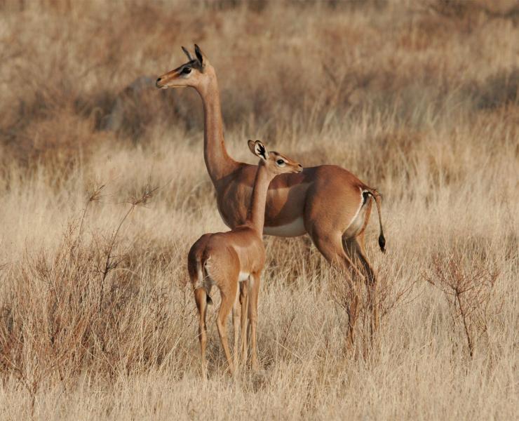 Gerenuk