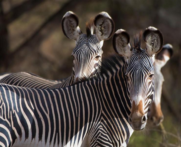 Grevy's Zebra