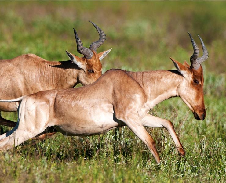 Hartebeest