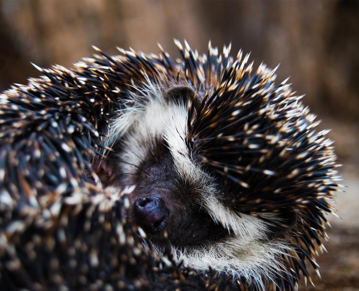 Hedgehog | African Wildlife Foundation