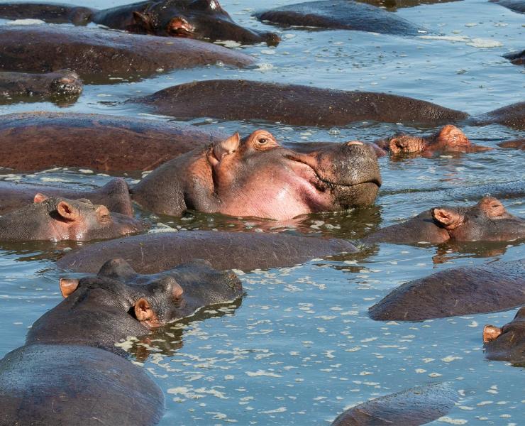 Hippopotamus | African Wildlife Foundation