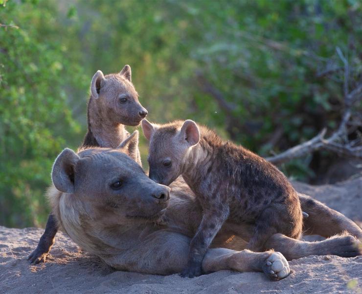 Hyena