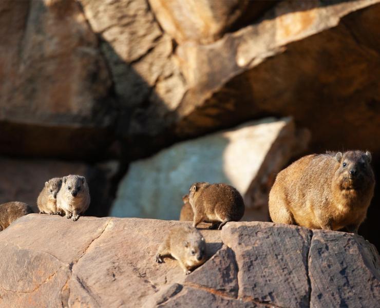 Hyrax