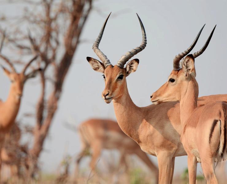 Impala | African Wildlife Foundation