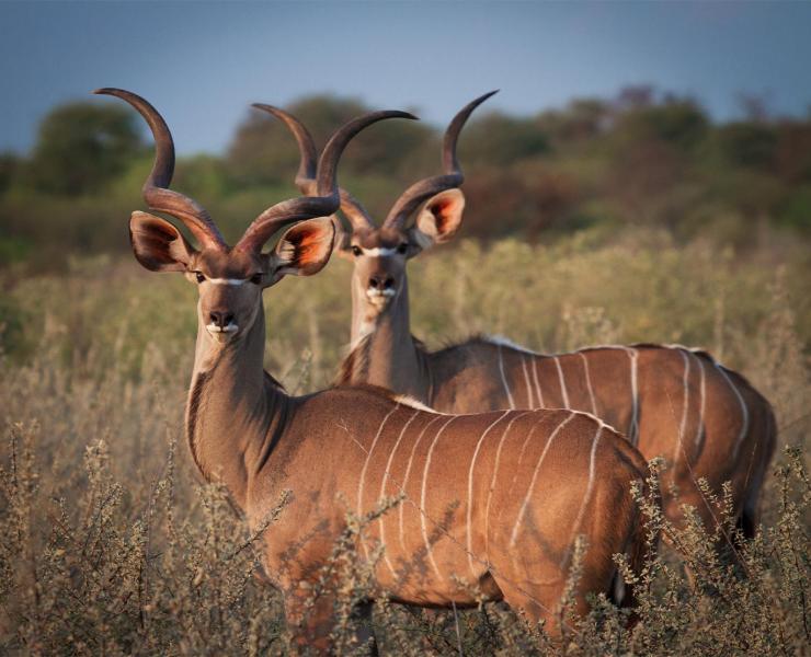 Kudu | African Wildlife Foundation