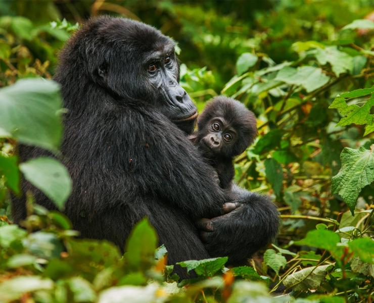 Mountain Gorilla