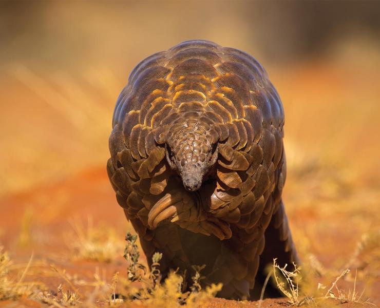 Pangolin