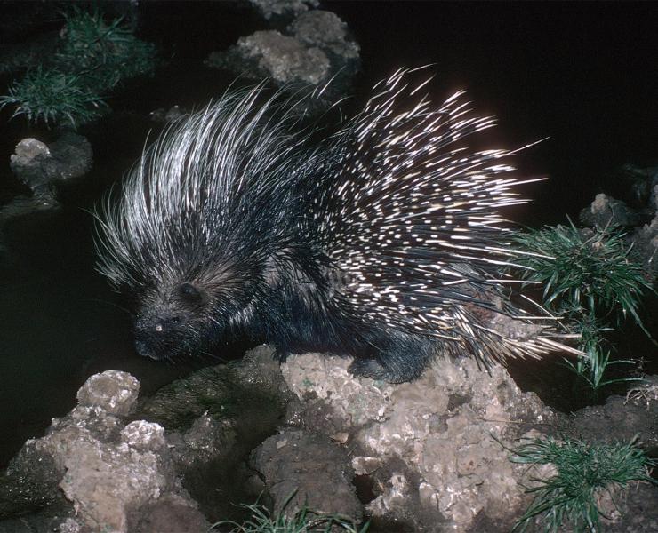 Porcupine