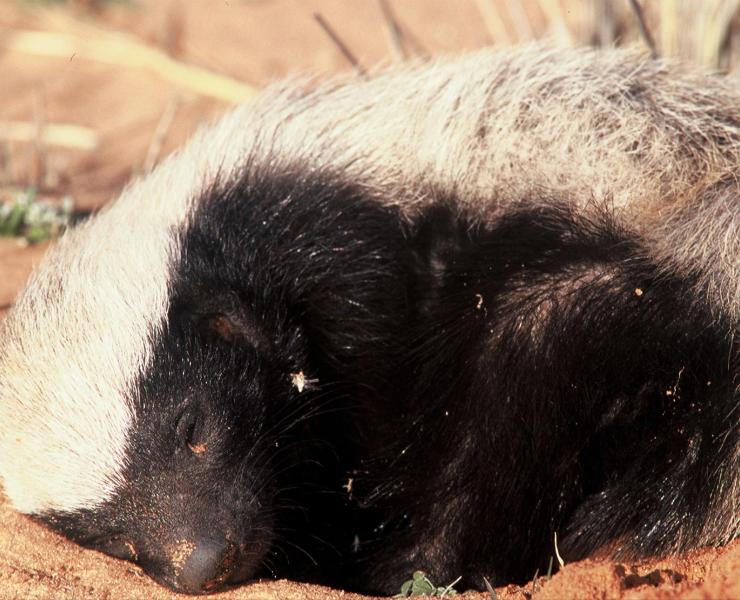 African honey badger.