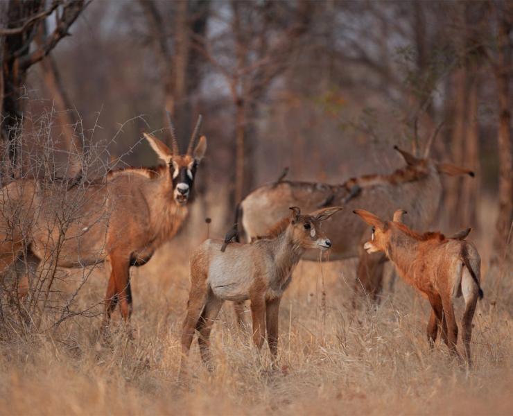 Roan Antelope