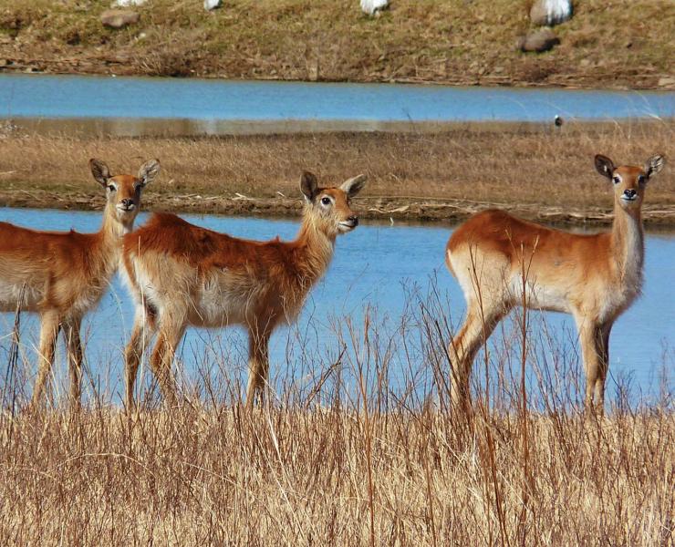 Sitatunga