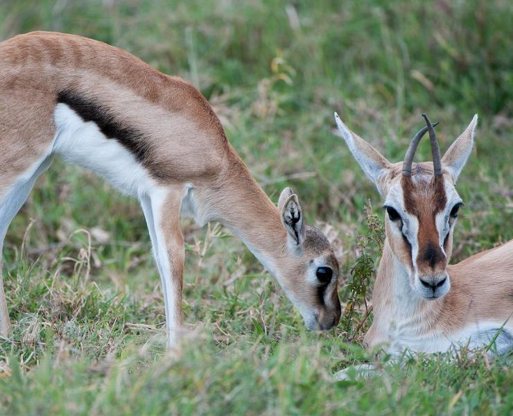 Thomson's Gazelle