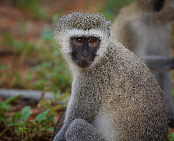 The Vervet Monkey