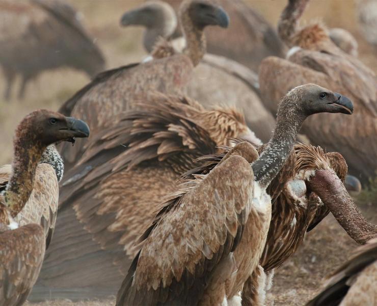 Vultures mostly forage outside protected areas; conservation