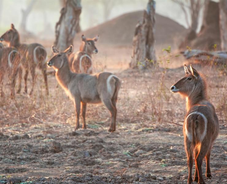 Waterbuck