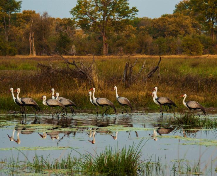 Wattled Crane