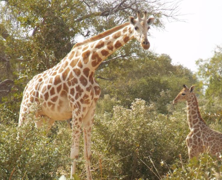 West African Giraffe