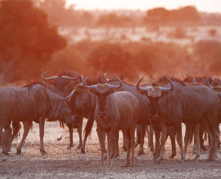 Wildebeest