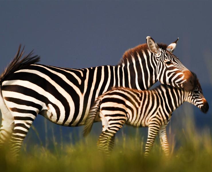 Zebra