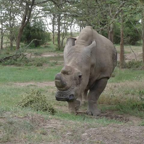 Northern white rhino in Ol Pejeta Conservancy