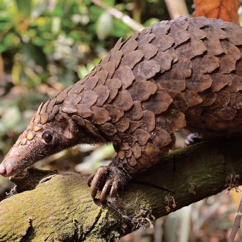 Pangolin close-up