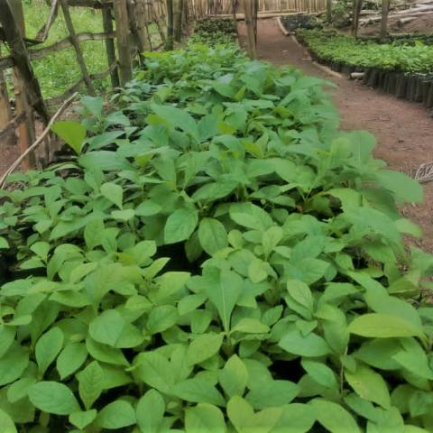 community farm