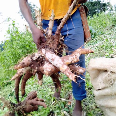 Democratic republic of congo farm