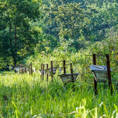 beehive fencing